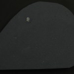 Luprisca incuba-Highly detailed ostracod with soft tissues