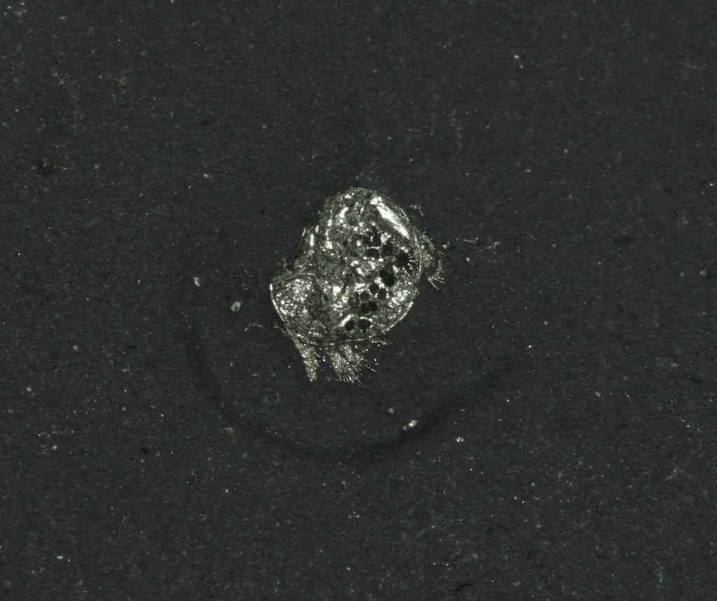 Luprisca incuba-Highly detailed ostracod with soft tissues