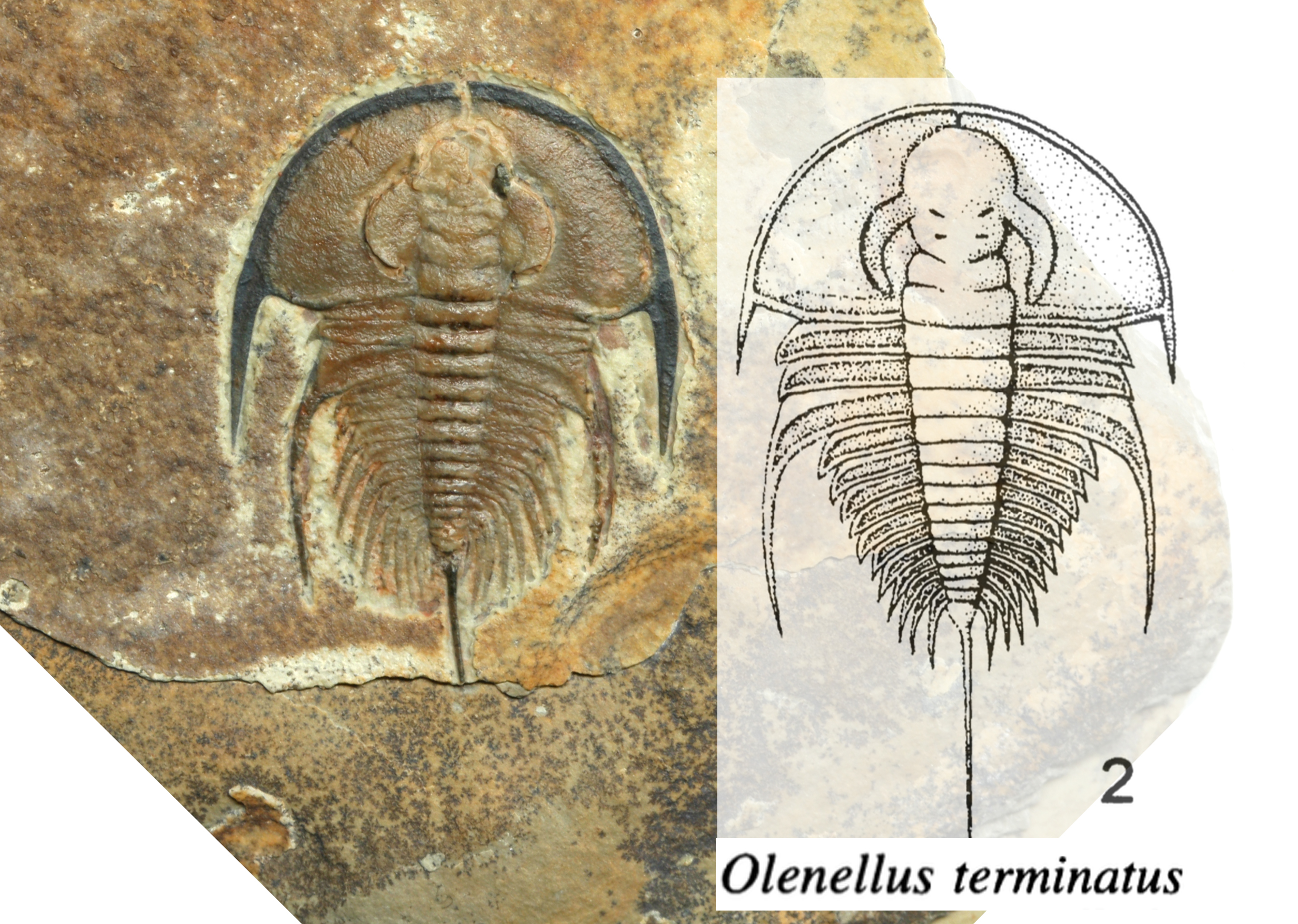 Olenellus terminatus-Textbook Specimen!