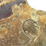 Olenellus terminatus-Textbook Specimen!