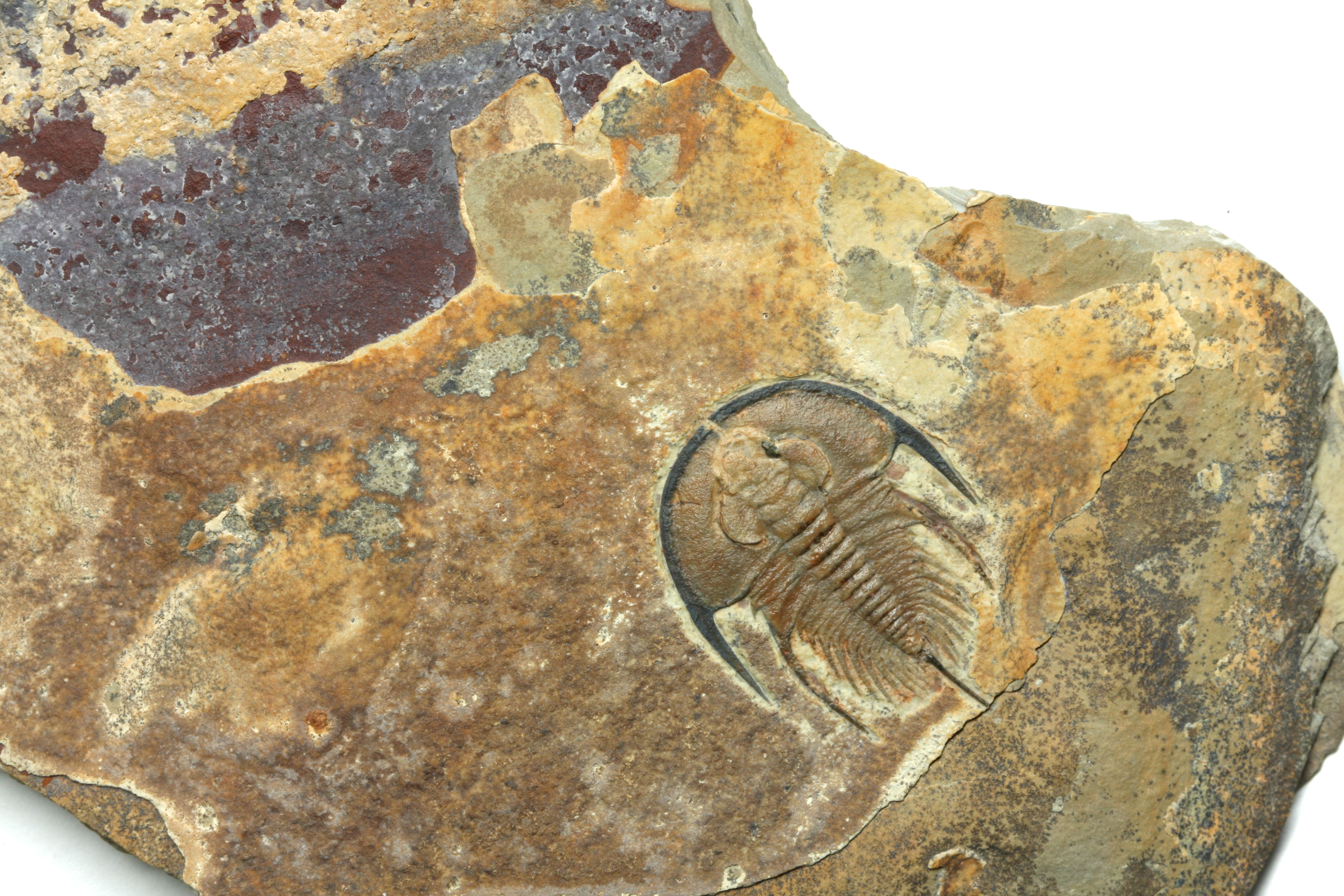 Olenellus terminatus-Textbook Specimen!