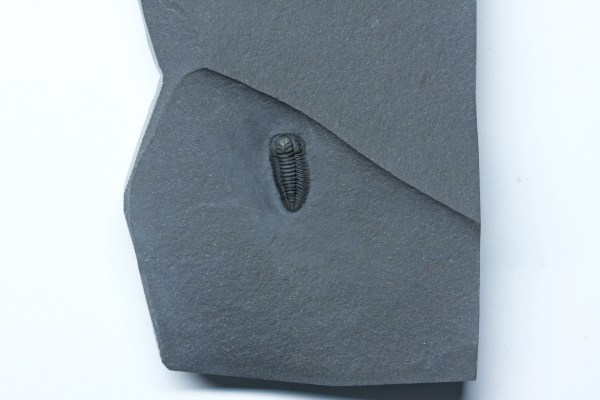 Triarthrus beckii - Lower Utica Shale-NY OUT OF STOCK