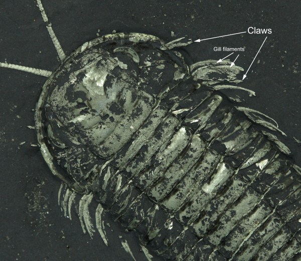 Massive Triarthrus Dorsal with Eggs & Claws! 4.7cm! OUT OF STOCK