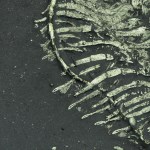 Museum grade Triarthrus trilobite