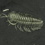 Triarthrus Beecher's Trilobite Bed trilobite