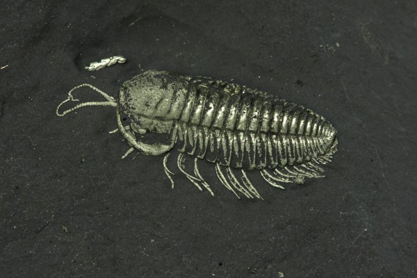 Triarthrus Beecher's Trilobite Bed trilobite