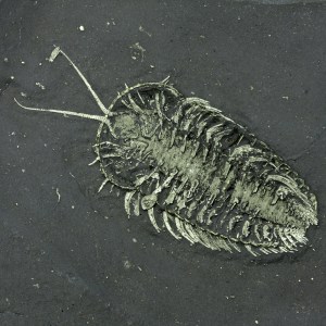 Museum Quality Huge Triarthrus Ventral Trilobite with Eggs & Ostracod OUT OF STOCK