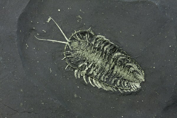 Museum Quality Huge Triarthrus Ventral Trilobite with Eggs & Ostracod OUT OF STOCK