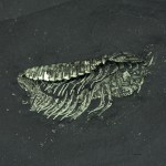 Triarthrus trilobite