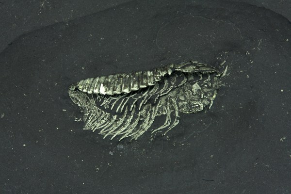 Triarthrus trilobite