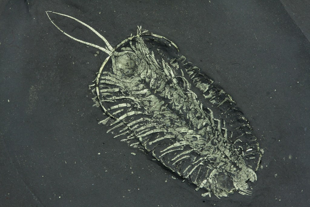 Museum grade Triarthrus trilobite