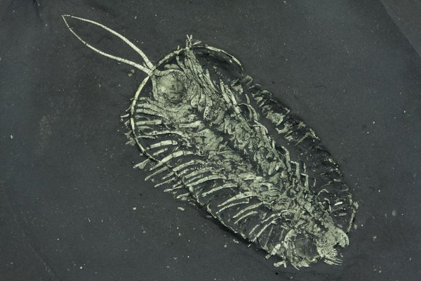 Museum grade Triarthrus trilobite