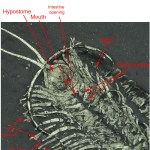 Museum grade Triarthrus trilobite