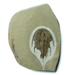 Olenellus chiefensis