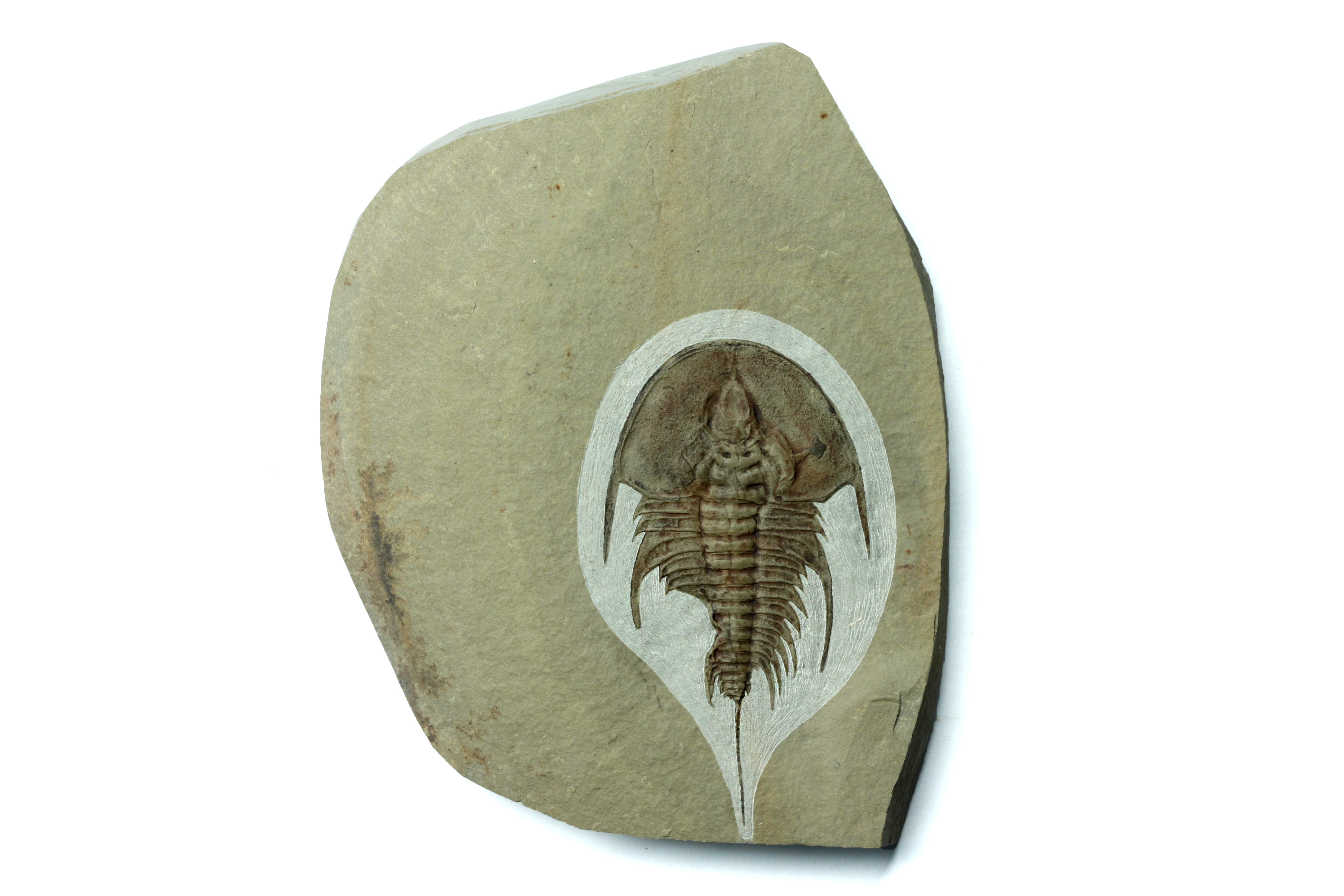 Olenellus chiefensis
