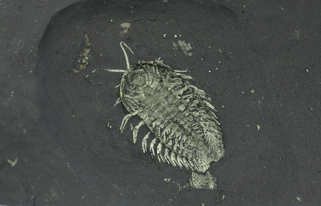Outstanding Triarthrus Ventral with Gnathobases, Gills, Claws & Eggs OUT OF STOCK