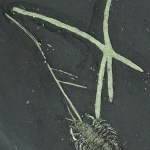 Triarthrus eatoni with Feeding Branches