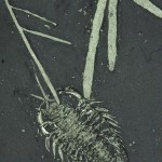 Triarthrus eatoni with Feeding Branches