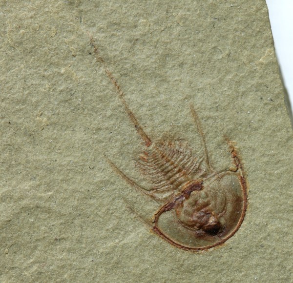 Olenellus gilberti