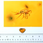 Rare Acari Arachnid Arthropod Preserved in Burmese Amber from the Dinosaur Era
