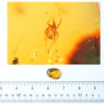 Rare Acari Arachnid Arthropod Preserved in Burmese Amber from the Dinosaur Era