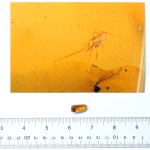 Rare Acari Arachnid Arthropod Preserved in Burmese Amber from the Dinosaur Era