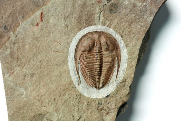 Epic Amecephalus piochensis Trilobite - Nevada OUT OF STOCK