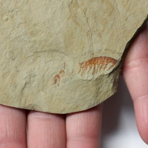 Anomalocaris Appendage