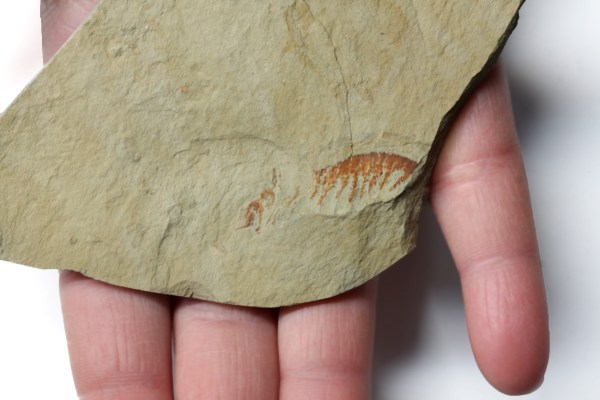 Anomalocaris Appendage