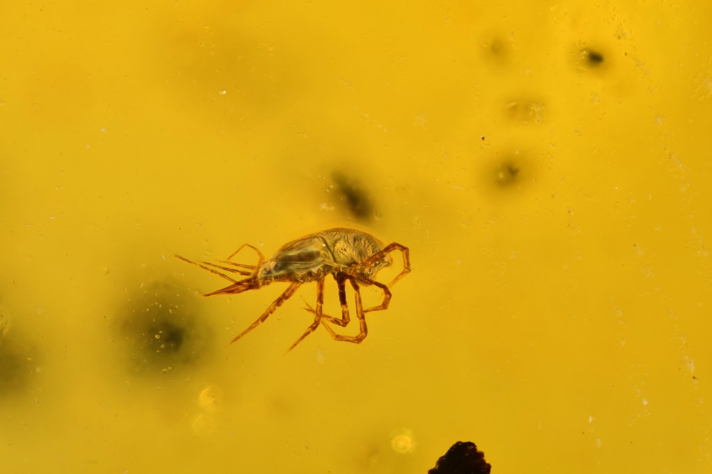 Rare Acari Arachnid Arthropod Preserved in Burmese Amber from the Dinosaur Era