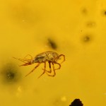 Rare Acari Arachnid Arthropod Preserved in Burmese Amber from the Dinosaur Era