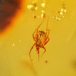 Rare Acari Arachnid Arthropod Preserved in Burmese Amber from the Dinosaur Era