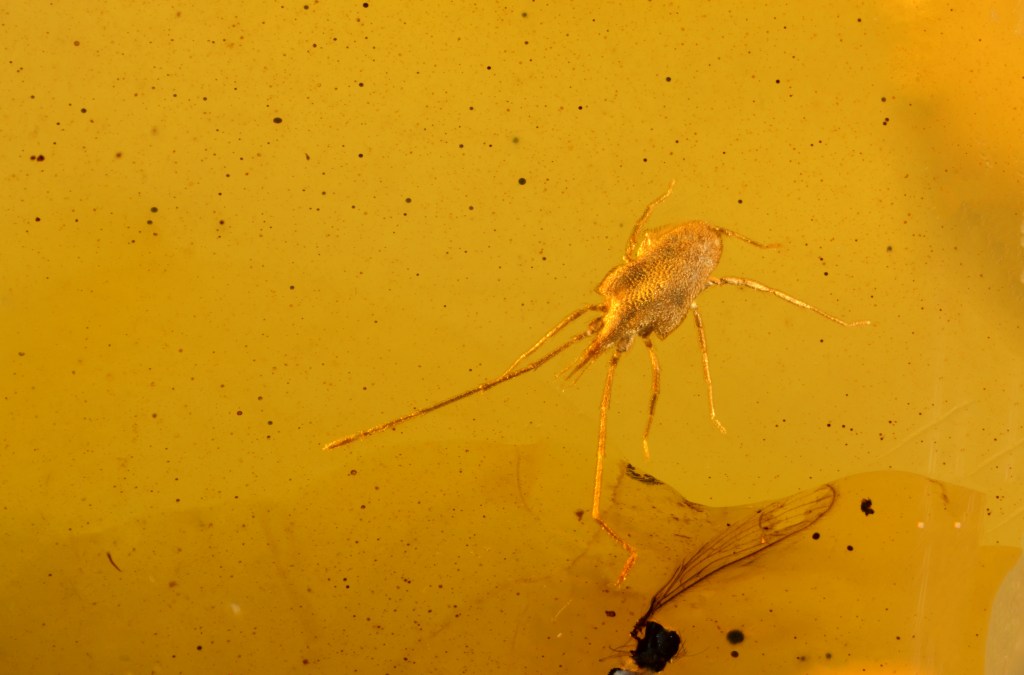 Rare Acari Arachnid Arthropod Preserved in Burmese Amber from the Dinosaur Era