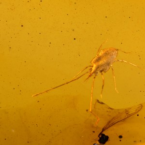 Rare Acari Arachnid Arthropod Preserved in Burmese Amber from the Dinosaur Era