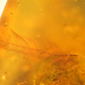 Dinosaur Feather in Burmese Amber