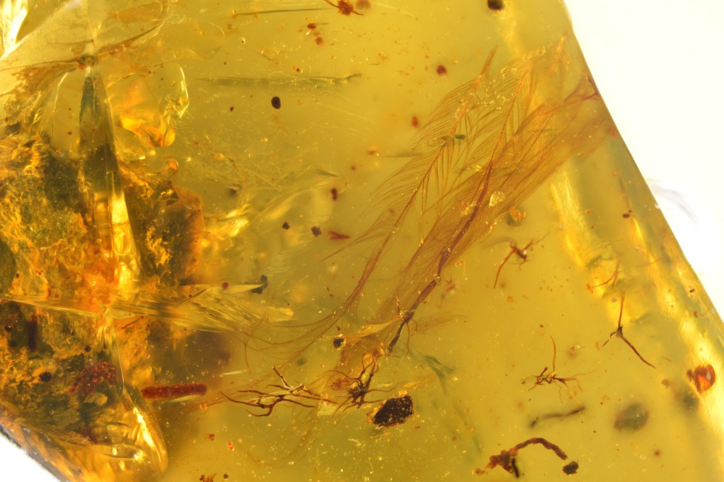 Dinosaur Feather in Burmese Amber
