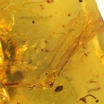Dinosaur Feather in Burmese Amber