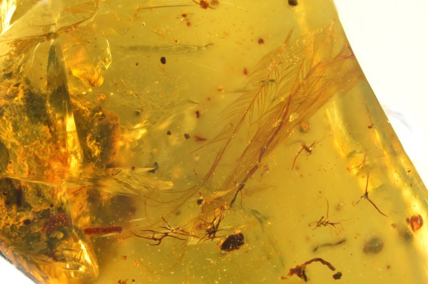 Dinosaur Feather in Burmese Amber