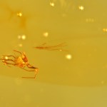 Rare Acari Arachnid Arthropod Preserved in Burmese Amber from the Dinosaur Era