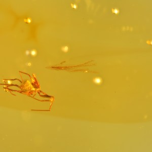 Rare Acari Arachnid Arthropod Preserved in Burmese Amber from the Dinosaur Era