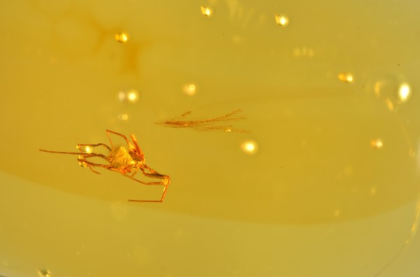 Rare Acari Arachnid Arthropod Preserved in Burmese Amber from the Dinosaur Era