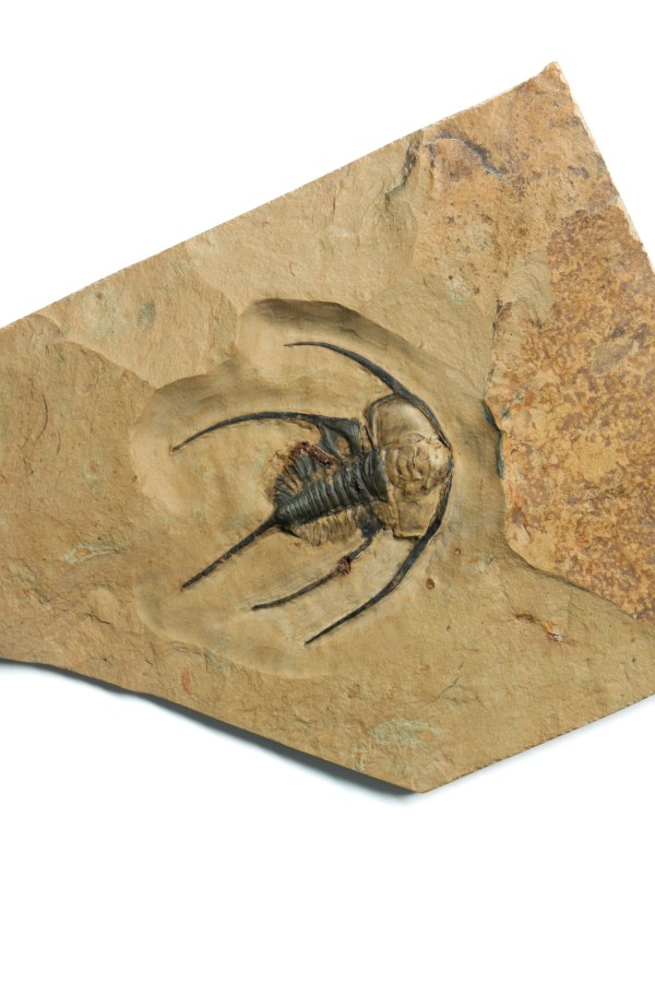 Bristolia bristolensis Trilobite OUT OF STOCK