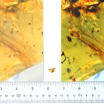 Dinosaur Feather in Burmese Amber