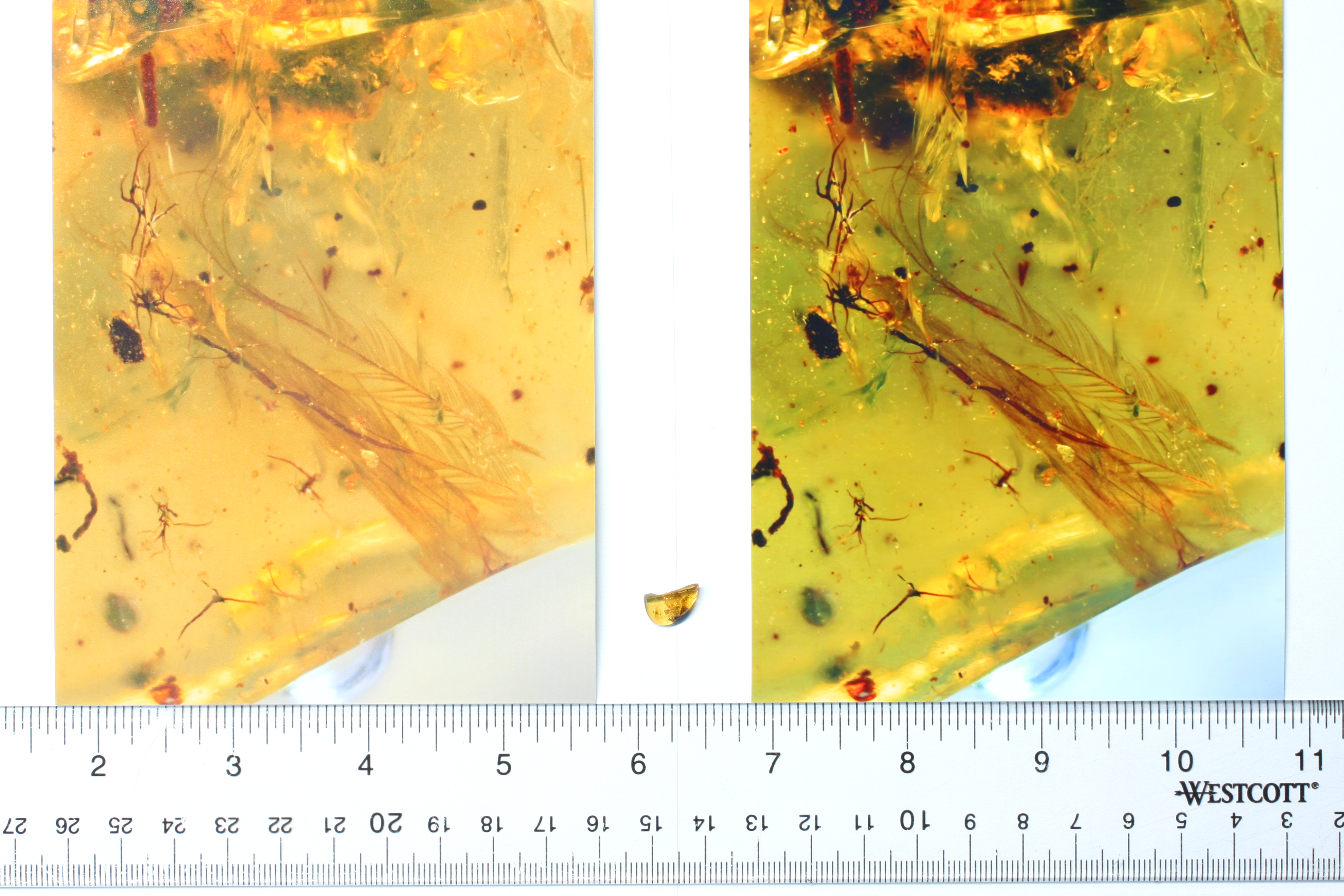 Dinosaur Feather in Burmese Amber