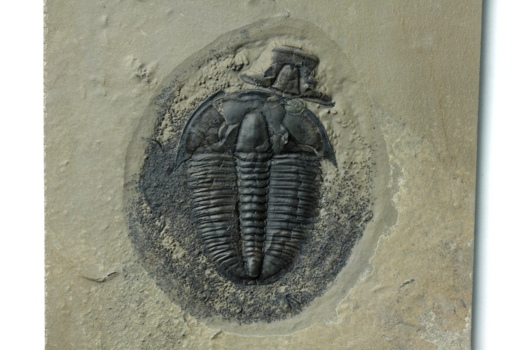 Large Elrathia marjumi Trilobite in field of disarticulated Gogia plates OUT OF STOCK
