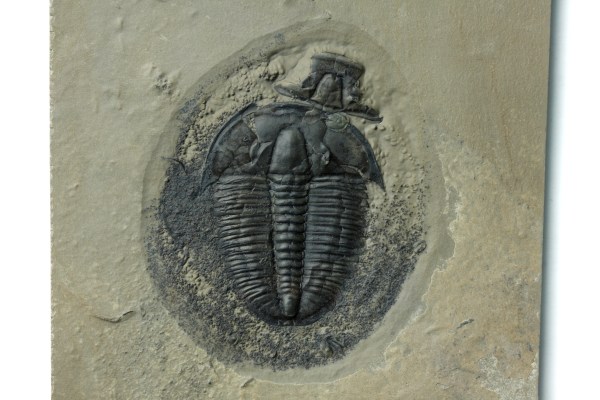 Large Elrathia marjumi Trilobite in field of disarticulated Gogia plates OUT OF STOCK