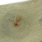 Olenellus chiefensis