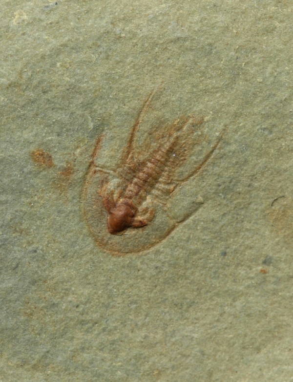 Olenellus chiefensis