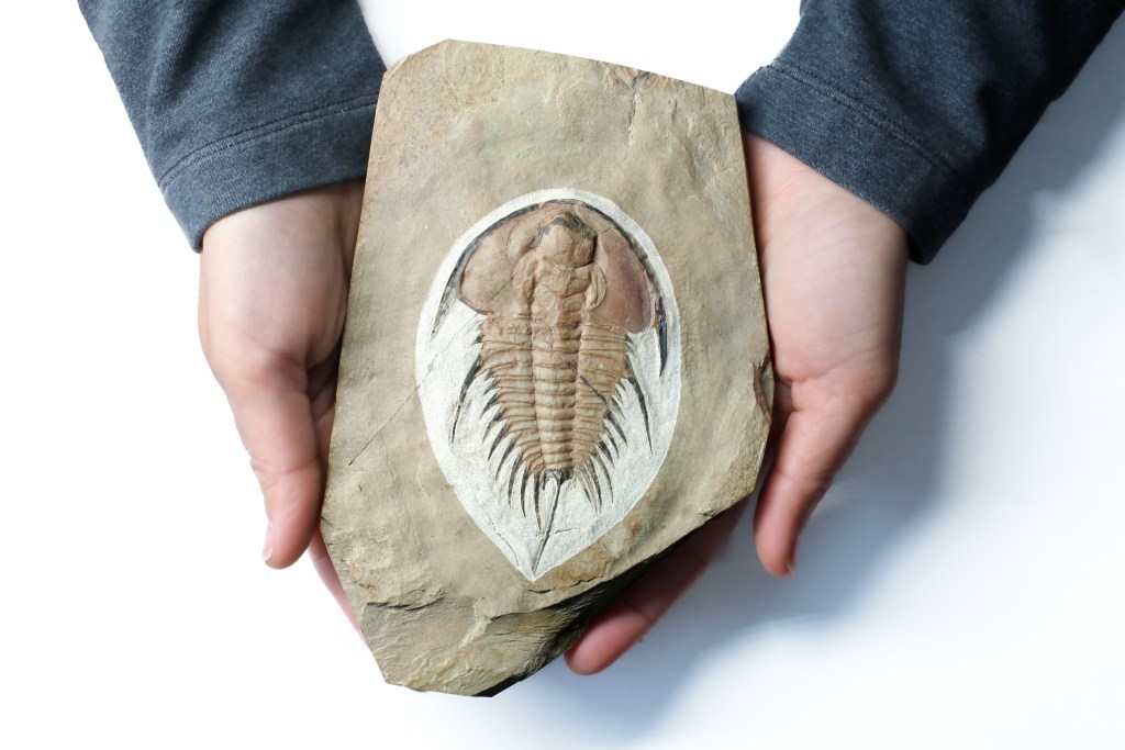 Olenellus fremonti trilobite