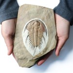 Olenellus fremonti trilobite